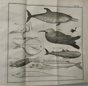 Histoire d'un voyage aux Isles Malouines, fait en 1763 & 1764 ; avec des observations sur le Détroit de Magellan, et sur les Patagons. 