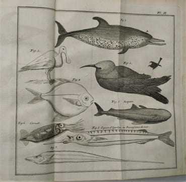 Histoire d'un voyage aux Isles Malouines, fait en 1763 & 1764 ; avec des observations sur le Détroit de Magellan, et sur les Patagons. . PERNETTY ...