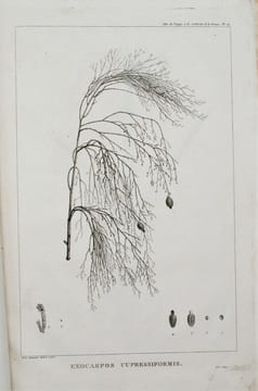 RELATION DU VOYAGE A LA RECHERCHE DE LA PÉROUSE, FAIT PAR ORDRE DE L’ASSEMBLÉE CONSTITUANTE, PENDANT LES ANNÉES 1791, 1792, ET PENDANT LA 1ère ET LA ...