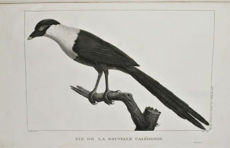 RELATION DU VOYAGE A LA RECHERCHE DE LA PÉROUSE, FAIT PAR ORDRE DE L’ASSEMBLÉE CONSTITUANTE, PENDANT LES ANNÉES 1791, 1792, ET PENDANT LA 1ère ET LA ...