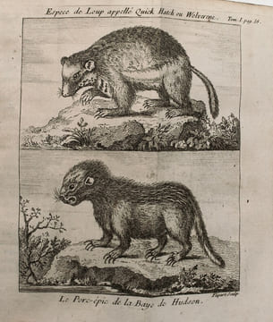 Voyage de la baye de Hudson. Fait en 1746 & 1747, pour la découverte du passage de Nord-Ouest.
. ELLIS , Henry