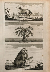 Nouveau voyage de Guinée, contenant une description exacte des coutumes, des manières, du terrain, du climat, des habillemens, des bâtimens, de l'éducation, des arts manuels, de l'agriculture, du commerce, des emplois, des langages, des rangs de distinction, des habitations, des divertissemens, des mariages et généralement de tout ce qu'il y a de remarquable parmi les habitans.
Traduit de l'anglais de Guillaume Smith, Ecuyer.