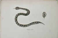 Voyage en Nubie et en Abyssinie, entrepris pour découvrir les sources du Nil, Pendant les années 1768, 1769, 1770, 1771 & 1772.