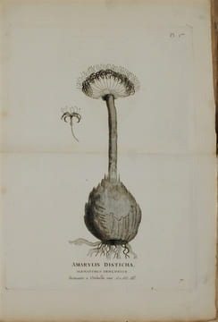 Voyage en Nubie et en Abyssinie, entrepris pour découvrir les sources du Nil, Pendant les années 1768, 1769, 1770, 1771 & 1772. . BRUCE (James)