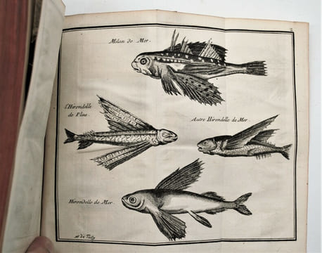 Histoire de la Jamaïque, Traduite de l'Anglois. Par M. *** [Joseph Raulin], ancien Officier de Dragons.
. SLOANE HANS