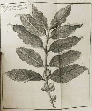 Voyage du chevalier Des Marchais en Guinée, isles voisines, et à Cayenne, fait en 1725, 1726 & 1727. Contenant une description très exacte & très ...