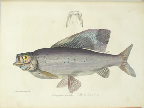 Narrative of a journey to the shores of the polar sea in the years 1819-1822
. FRANKLIN (John)