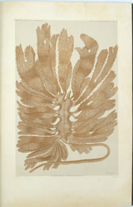 Voyage de la corvette l'Astrolabe, exécuté par ordre du Roi, pendant les années 1826-1827-1828-1829, sous le commandement de J. Dumont d'Urville. Atlas Botanique
