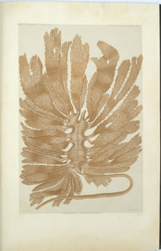 Voyage de la corvette l'Astrolabe, exécuté par ordre du Roi, pendant les années 1826-1827-1828-1829, sous le commandement de J. Dumont d'Urville. ...