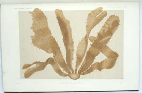 Voyage de la corvette l'Astrolabe, exécuté par ordre du Roi, pendant les années 1826-1827-1828-1829, sous le commandement de J. Dumont d'Urville. Atlas Botanique