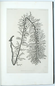 Voyage de la corvette l'Astrolabe, exécuté par ordre du Roi, pendant les années 1826-1827-1828-1829, sous le commandement de J. Dumont d'Urville. Atlas Botanique