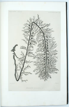 Voyage de la corvette l'Astrolabe, exécuté par ordre du Roi, pendant les années 1826-1827-1828-1829, sous le commandement de J. Dumont d'Urville. ...