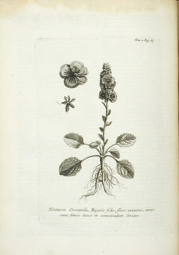 Relation d'un voyage du Levant fait par ordre du roi.
. TOURNEFORT (Joseph Pitton de).
