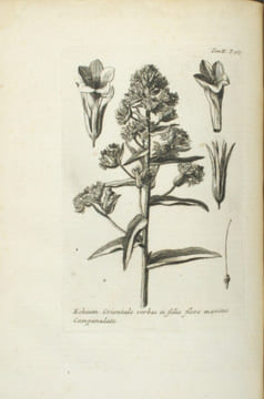 Relation d'un voyage du Levant fait par ordre du roi.
. TOURNEFORT (Joseph Pitton de).