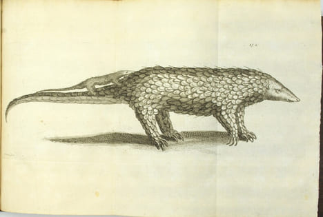 Voyage de Siam des pères jésuites, envoyez par le Roy aux Indes et à la Chine avec leurs observations astronomiques, et leurs remarques de physique, ...