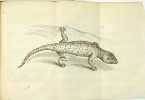 Voyage de Siam des pères jésuites, envoyez par le Roy aux Indes et à la Chine avec leurs observations astronomiques, et leurs remarques de physique, ...