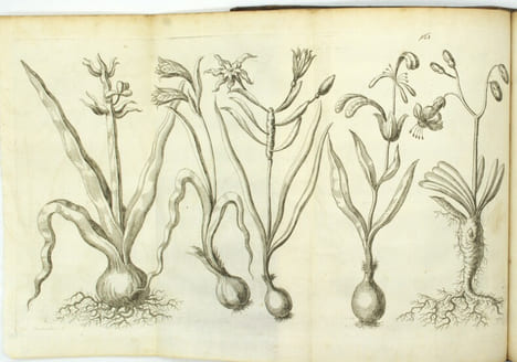 Voyage de Siam des pères jésuites, envoyez par le Roy aux Indes et à la Chine avec leurs observations astronomiques, et leurs remarques de physique, ...
