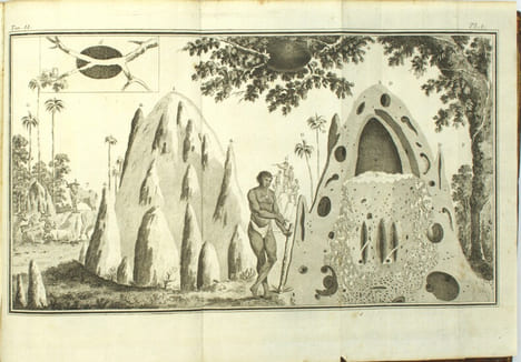 Voyage au Cap de Bonne-Espérance et autour du monde avec le capitaine Cook, et principalement dans le pays des Hottentots et des Caffres
. SPARRMAN