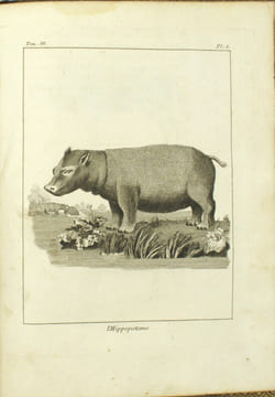 Voyage au Cap de Bonne-Espérance et autour du monde avec le capitaine Cook, et principalement dans le pays des Hottentots et des Caffres
. SPARRMAN