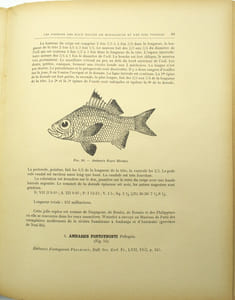 Les Poissons des eaux douces de Madagascar et des îles voisines (Comores, Seychelles, Mascareignes)
