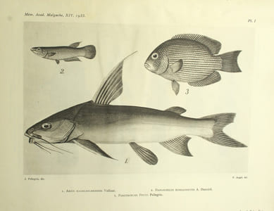 Les Poissons des eaux douces de Madagascar et des îles voisines (Comores, Seychelles, Mascareignes)
