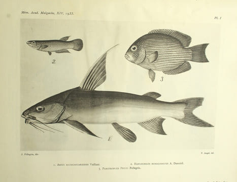 Les Poissons des eaux douces de Madagascar et des îles voisines (Comores, Seychelles, Mascareignes)
. PELLEGRIN, Jacques