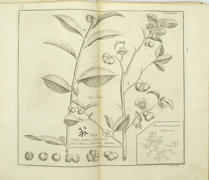 Histoire naturelle, civile et ecclésiastique de l'empire du Japon, Tome 1 seul
. KAEMPFER, Engelbert