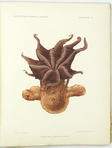 Résultats des campagnes scientifiques accomplies sur son yacht par Albert Ier Prince Souverain de Monaco publiés sous sa direction avec le concours de M. Jules Richard Docteur ès-sciences, chargé des travaux zoologiques à bord. XVII. Céphalopodes provenant des campagnes de la Princesse-Alice (1891-1897).
