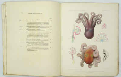 Résultats des campagnes scientifiques accomplies sur son yacht par Albert Ier Prince Souverain de Monaco publiés sous sa direction avec le concours de M. Jules Richard Docteur ès-sciences, chargé des travaux zoologiques à bord. XVII. Céphalopodes provenant des campagnes de la Princesse-Alice (1891-1897).
