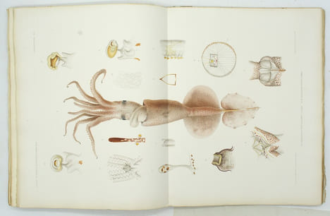 Résultats des campagnes scientifiques accomplies sur son yacht par Albert Ier Prince Souverain de Monaco publiés sous sa direction avec le concours de ...
