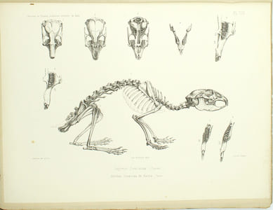 Archives du muséum d’Histoire Naturelles de Lyon, Tome 1er, 2eme livraison et Tome 1er, 3eme livraison
