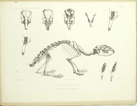 Archives du muséum d’Histoire Naturelles de Lyon, Tome 1er, 2eme livraison et Tome 1er, 3eme livraison
. CHANTRE, LORTET, LOCARD