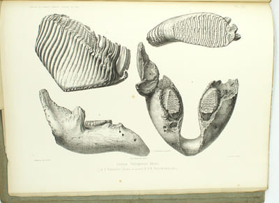 Archives du muséum d’Histoire Naturelles de Lyon, Tome 1er, 2eme livraison et Tome 1er, 3eme livraison
