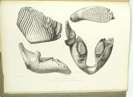 Archives du muséum d’Histoire Naturelles de Lyon, Tome 1er, 2eme livraison et Tome 1er, 3eme livraison
. CHANTRE, LORTET, LOCARD