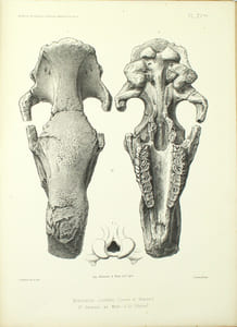 Archives du muséum d’Histoire Naturelles de Lyon, Tome 1er, 2eme livraison et Tome 1er, 3eme livraison
