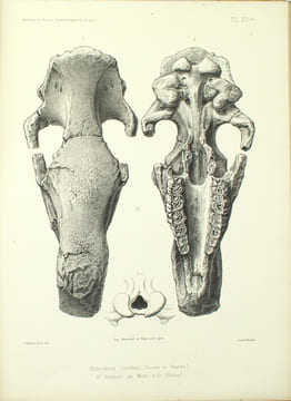 Archives du muséum d’Histoire Naturelles de Lyon, Tome 1er, 2eme livraison et Tome 1er, 3eme livraison
. CHANTRE, LORTET, LOCARD
