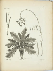 Voyage de M. P. S. Pallas, en différentes provinces de l’Empire de Russie et dans l’Asie septentrionale


