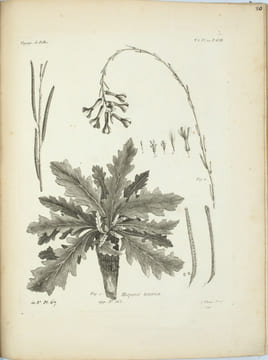 Voyage de M. P. S. Pallas, en différentes provinces de l’Empire de Russie et dans l’Asie septentrionale
. PALLAS (P. S.).