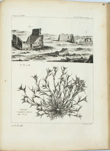 Voyage de M. P. S. Pallas, en différentes provinces de l’Empire de Russie et dans l’Asie septentrionale

