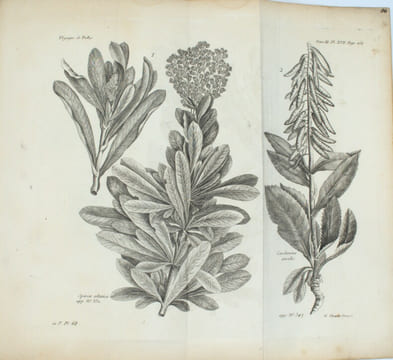 Voyage de M. P. S. Pallas, en différentes provinces de l’Empire de Russie et dans l’Asie septentrionale
. PALLAS (P. S.).