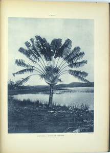Atlas des plantes ornementales et curieuses de Madagascar

