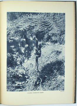 Atlas des plantes ornementales et curieuses de Madagascar

. LOUVEL (Modeste)

