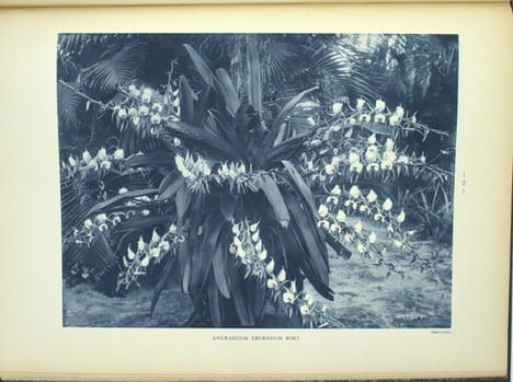 Atlas des plantes ornementales et curieuses de Madagascar

. LOUVEL (Modeste)

