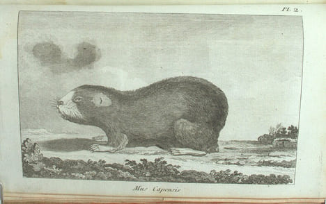Voyage de C.P. Thunberg au Japon, Par le Cap de Bonne-Espérance, les îles de la Sonde, &c. Traduits, rédigés et augmentés de notes considérables sur ...