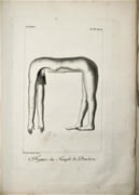 Voyage dans la Haute et Basse Egypte, fait par ordre de l'ancien gouvernement, et contenant des observations de tous Genres & Voyage en Grèce et en Turquie, fait par ordre de Louis XVI, et avec l'autorisation de la cour ottomane et les 2 ATLAS des voyages de Sonnini ; Voyage dans la Haute et Basse Égypte [.] : Collection de Planches Voyage en Grèce et en Turquie, Fait Par Ordre De Louis XVI et avec l’Autorisation de la Cour Ottomane ; par C.S. Sonnini, …

 par SONNINI (de Manoncourt, Charles Sigisbert).

 - Image 7