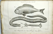 Voyage dans la Haute et Basse Egypte, fait par ordre de l'ancien gouvernement, et contenant des observations de tous Genres & Voyage en Grèce et en Turquie, fait par ordre de Louis XVI, et avec l'autorisation de la cour ottomane et les 2 ATLAS des voyages de Sonnini ; Voyage dans la Haute et Basse Égypte [.] : Collection de Planches Voyage en Grèce et en Turquie, Fait Par Ordre De Louis XVI et avec l’Autorisation de la Cour Ottomane ; par C.S. Sonnini, …

 par SONNINI (de Manoncourt, Charles Sigisbert).

 - Image 9