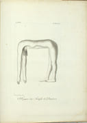Voyage dans la Haute et Basse Egypte, fait par ordre de l'ancien gouvernement, et contenant des observations de tous Genres…

 par SONNINI (de Manoncourt, Charles Sigisbert).

 - Image 5