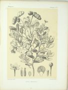 Histoire physique, naturelle et politique de Madagascar / publié par Alfred [et Guillaume] Grandidier [...] Histoire naturelle des plantes [...], ATLAS de PLANCHES SEUL
 par GRANDIDIER, Alfred (ed.) ; GRANDIDIER, Guillaume (ed.) ; BAILLON, Henri-Ernest (aut.) ; DRAKE del CASTILLO, Emmanuel (aut.).
 - Image 3