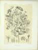 Histoire physique, naturelle et politique de Madagascar / publié par Alfred [et Guillaume] Grandidier [...] Histoire naturelle des plantes [...], ...
