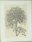 Histoire physique, naturelle et politique de Madagascar / publié par Alfred [et Guillaume] Grandidier [...] Histoire naturelle des plantes [...], ATLAS de PLANCHES SEUL
 par GRANDIDIER, Alfred (ed.) ; GRANDIDIER, Guillaume (ed.) ; BAILLON, Henri-Ernest (aut.) ; DRAKE del CASTILLO, Emmanuel (aut.).
 - Image 4